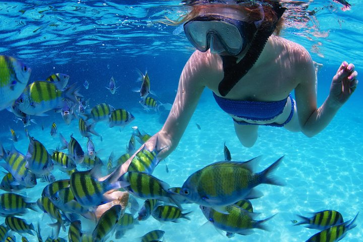 Dive into the Gulf of Oman exploring a lively underwater world filled with fascinating sea creatures. Experience the joy of snorkeling in Fujairah just a trip away from Dubai.